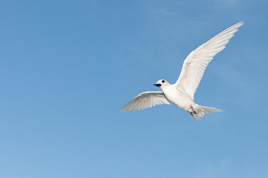 Fairy tern in flight tern,Indian Ocean Islands,portraits,seabirds,cut out,blue,gliding,sky,group,ventral view,flying,flight,Ciconiiformes,Herons Ibises Storks and Vultures,Laridae,Gulls, Terns,Aves,Birds,Chordates,Chordat