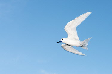 Fairy tern in flight tern,Indian Ocean Islands,portraits,seabirds,cut out,blue,gliding,sky,group,ventral view,Ciconiiformes,Herons Ibises Storks and Vultures,Laridae,Gulls, Terns,Aves,Birds,Chordates,Chordata,Asia,Animali