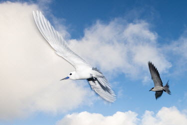 Fairy tern and bridled tern in flight www.JamesWarwick.co.uk tern,Indian Ocean Islands,portraits,seabirds,cut out,blue,flying,sky,group,ventral view,flight,Ciconiiformes,Herons Ibises Storks and Vultures,Aves,Birds,Laridae,Gulls, Terns,Chordates,Chordata,Flying,North America,Australia,Carnivorous,Coastal,Sterna,Africa,Least Concern,Terrestrial,Asia,anaethetus,Charadriiformes,Animalia,South America,IUCN Red List