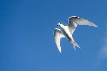 Fairy tern in flight tern,Indian Ocean Islands,portraits,seabirds,cut out,blue,flying,sky,group,ventral view,flight,Ciconiiformes,Herons Ibises Storks and Vultures,Laridae,Gulls, Terns,Aves,Birds,Chordates,Chordata,Asia,A
