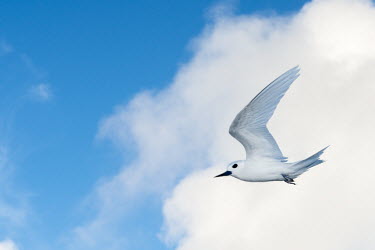 Fairy tern in flight tern,Indian Ocean Islands,portraits,seabirds,cut out,blue,gliding,sky,group,ventral view,flying,flight,Ciconiiformes,Herons Ibises Storks and Vultures,Laridae,Gulls, Terns,Aves,Birds,Chordates,Chordat