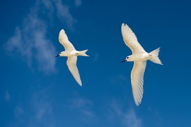 Fairy terns in flight pair,tern,Indian Ocean Islands,portrait,seabirds,cut out,blue,gliding,sky,ventral view,flying,flight,formation,Ciconiiformes,Herons Ibises Storks and Vultures,Laridae,Gulls, Terns,Aves,Birds,Chordates