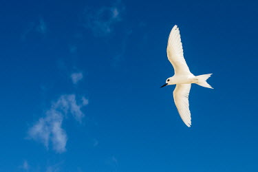 Fairy tern in flight tern,Indian Ocean Islands,portrait,seabirds,cut out,blue,gliding,sky,ventral view,flying,flight,Ciconiiformes,Herons Ibises Storks and Vultures,Laridae,Gulls, Terns,Aves,Birds,Chordates,Chordata,Asia,