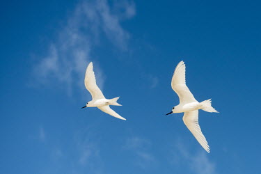 Fairy terns in flight pair,tern,Indian Ocean Islands,portrait,seabirds,cut out,blue,gliding,sky,ventral view,flying,flight,formation,Ciconiiformes,Herons Ibises Storks and Vultures,Laridae,Gulls, Terns,Aves,Birds,Chordates