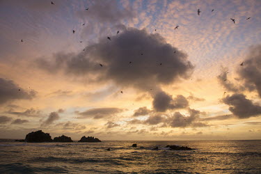 Lesser noddies in flight over Indian ocean and 'Roche Canon' island at sunset Indian Ocean Islands,landscape,shore,waves,twilight,sunset,clouds,noddy,flight,group,flock,Shore,Charadriiformes,Anous,Ocean,Laridae,Coastal,Arboreal,Africa,IUCN Red List,Aquatic,Chordata,Flying,Austr