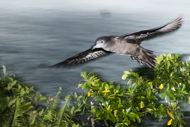 Wedge-tailed shearwater in flight at twilight flight,forest,wingspan,gliding,Indian Ocean Islands,action,flying,twilight,sunset,Ciconiiformes,Herons Ibises Storks and Vultures,Chordates,Chordata,Procellariidae,Shearwaters and Petrels,Aves,Birds,C