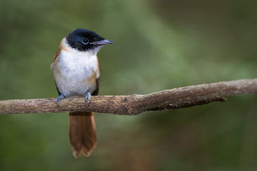 Seychelles paradise-flycatcher perched on branch perched,tree bird,Indian Ocean Islands,Passeriformes,Forest,Wetlands,Chordata,Terpsiphone,Omnivorous,Muscicapidae,Critically Endangered,Africa,Aves,Flying,Animalia,corvina,IUCN Red List