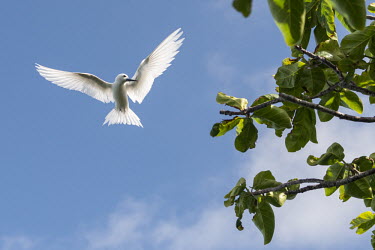 Fairy tern in flight tern,Indian Ocean Islands,portraits,seabirds,cut out,blue,gliding,sky,ventral view,Ciconiiformes,Herons Ibises Storks and Vultures,Laridae,Gulls, Terns,Aves,Birds,Chordates,Chordata,Asia,Animalia,Lowe