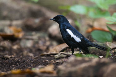 Seychelles magpie-robin Indian Ocean Islands,magpie-robin,conservation,ring,bird-ringing,rear view,Carnivorous,Endangered,Forest,Africa,Aves,Passeriformes,Muscicapidae,Animalia,Agricultural,Flying,sechellarum,Copsychus,Chord