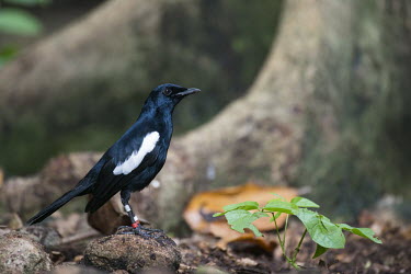 Seychelles magpie-robin on stone, side view Indian Ocean Islands,magpie-robin,conservation,ring,bird-ringing,Carnivorous,Endangered,Forest,Africa,Aves,Passeriformes,Muscicapidae,Animalia,Agricultural,Flying,sechellarum,Copsychus,Chordata,IUCN R