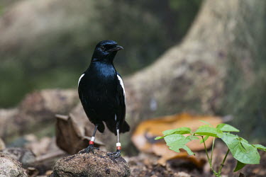 Seychelles magpie-robin on stone Indian Ocean Islands,magpie-robin,conservation,ring,bird-ringing,Carnivorous,Endangered,Forest,Africa,Aves,Passeriformes,Muscicapidae,Animalia,Agricultural,Flying,sechellarum,Copsychus,Chordata,IUCN R