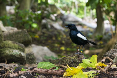 Seychelles magpie-robin Indian Ocean Islands,magpie-robin,conservatioh,ring,bird-ringing,Carnivorous,Endangered,Forest,Africa,Aves,Passeriformes,Muscicapidae,Animalia,Agricultural,Flying,sechellarum,Copsychus,Chordata,IUCN R