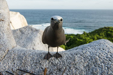 Brown noddy on granite ledge, looking at camera tern,Indian Ocean Islands,portraits,side view,tropical,seabirds,nest,nesting,front view,Ciconiiformes,Herons Ibises Storks and Vultures,Chordates,Chordata,Laridae,Gulls, Terns,Aves,Birds,North America