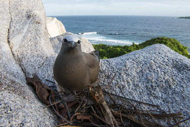Brown noddy on nest on granite ledge tern,Indian Ocean Islands,portraits,side view,tropical,seabirds,nest,nesting,front view,Ciconiiformes,Herons Ibises Storks and Vultures,Chordates,Chordata,Laridae,Gulls, Terns,Aves,Birds,North America