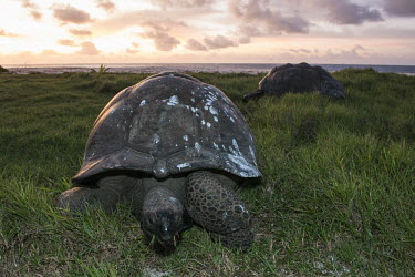 Aldabra giant tortoises at twilight Aldabra atoll,shell,twilight,front view,Indian Ocean Islands,Animalia,Mangrove,Testudinidae,Reptilia,Geochelone,Appendix II,gigantea,Chordata,Scrub,Terrestrial,Asia,Vulnerable,Omnivorous,Testudines,Gr