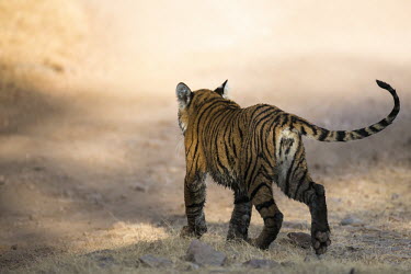 Bengal tiger cub on track, rear view cub,young,track,walking,rear view,Carnivora,Panthera,Tropical,Mammalia,Appendix I,tigris,Felidae,Carnivorous,Extinct,Chordata,Asia,Temperate,Animalia,Critically Endangered,Endangered,Terrestrial,IUCN