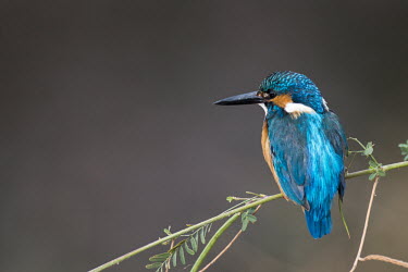 Common kingfisher perched, rear view kingfisher,rear view,blue,Aves,Birds,Chordates,Chordata,Coraciiformes,Rollers Kingfishers and Allies,Alcedinidae,Kingfishers,Wetlands,Streams and rivers,Flying,Carnivorous,Africa,Asia,Ponds and lakes,