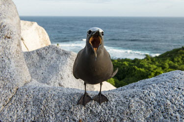 Brown noddy on granite ledge, vocalising tern,Indian Ocean Islands,portraits,side view,tropical,seabirds,nest,nesting,front view,vocalising,calling,Ciconiiformes,Herons Ibises Storks and Vultures,Chordates,Chordata,Laridae,Gulls, Terns,Aves,