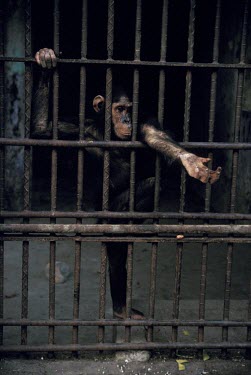 Captive central chimpanzee begging for food Threats to existence,Endangered,Africa,Animalia,Primates,Tropical,Mammalia,Appendix I,Arboreal,Chordata,Pan,Terrestrial,Hominidae,Omnivorous,troglodytes,IUCN Red List