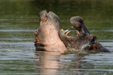 Two hippopotamus interacting Intra-specific behaviours,Meetings with others of same species,Adult,Hippopotamidae,Hippopotamuses,Mammalia,Mammals,Even-toed Ungulates,Artiodactyla,Chordates,Chordata,Appendix II,Aquatic,Ponds and la