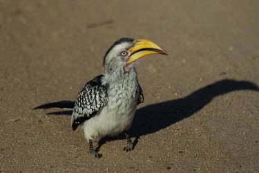 Southern yellow-billed hornbill on ground Adult,Terrestrial,Africa,Least Concern,Chordata,Flying,Animalia,Forest,Bucerotidae,Aves,Tockus,Omnivorous,Coraciiformes,IUCN Red List