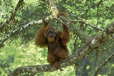 Male Sumatran orangutan eating fruit Feeding,Feeding behaviour,Adult Male,Adult,Mammalia,Mammals,Chordates,Chordata,Hominids,Hominidae,Primates,Arboreal,Herbivorous,Appendix I,abelii,Rainforest,Animalia,Pongo,Critically Endangered,Asia,I
