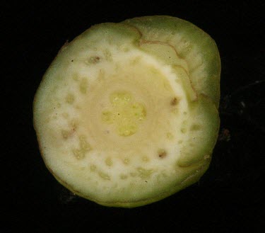 Lecythis prancei section of ovary Reproduction,Endangered,Lecythidales,Forest,Terrestrial,Lecythidaceae,IUCN Red List,Tracheophyta,Photosynthetic,Lecythis,Plantae,South America,Magnoliopsida