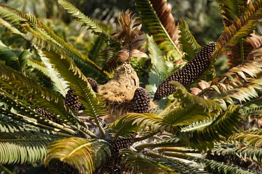 Close up of the reproductive male cones of Wood's cycad Mature form,Photosynthetic,Terrestrial,Tracheophyta,Extinct in the Wild,Encephalartos,woodii,Cycadales,Plantae,Cycadopsida,Africa,Zamiaceae,IUCN Red List