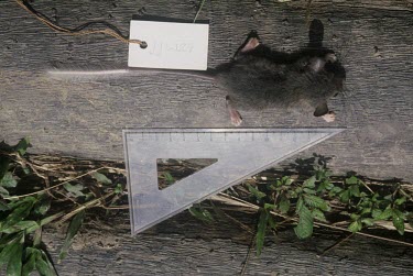 Koopman's pencil-tailed tree mouse, dead specimen Adult,Other (History, folklore, use by man),Rodents,Rodentia,Mammalia,Mammals,Rats, Mice, Voles and Lemmings,Muridae,Chordates,Chordata,IUCN Red List,Arboreal,Endangered,Animalia,Herbivorous,Chiropodo
