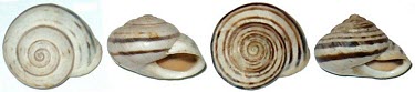 Marmorana nebrodensis shells Helicidae,Animalia,Terrestrial,Marmorana,IUCN Red List,Stylommatophora,Gastropoda,Europe,Rock,Endangered,Mollusca