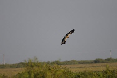 Greater spotted eagle (light form) flying over field Adult,Wetlands,Locomotion,Freshwater,Flying,Habitat,Hovering,Falconiformes,Aves,Asia,STAT_HD,Temperate,Animalia,Vulnerable,Chordata,Carnivorous,Accipitridae,Europe,Arboreal,Aquila,Appendix II,Terrestr