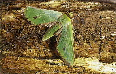 Fabulous green sphinx moth, dorsal view Sphingidae,Animalia,Tinostoma,Arthropoda,Forest,smaragditis,Flying,Endangered,Lepidoptera,North America,Insecta,IUCN Red List