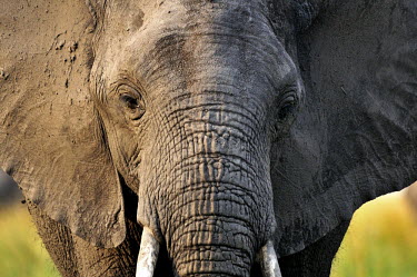 African bush elephant - Loxodonta africana botswana,chobe national park,mammals,mammal,africa,Elephants,Elephant,African Bush Elephant,Loxodonta africana,nature,wildlife,animals,animal,Elephantidae,Chordates,Chordata,Elephants, Mammoths, Masto