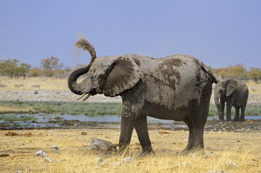 African bush elephant - Loxodonta africana namibia,africa,mammals,mammal,Elephants,Elephant,African Bush Elephant,Loxodonta africana,Elephantidae,Chordates,Chordata,Elephants, Mammoths, Mastodons,Proboscidea,Mammalia,Mammals,Appendix I,Africa,
