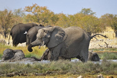 African bush elephant - Loxodonta africana namibia,africa,baby elephant,mammals,mammal,Elephants,Elephant,African Bush Elephant,Loxodonta africana,Elephantidae,Chordates,Chordata,Elephants, Mammoths, Mastodons,Proboscidea,Mammalia,Mammals,Appe