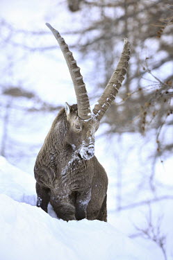 Alpine ibex - Capra ibex goat,ibex,capra ibex,Alpine Ibex,mountain,wood,forest,mammals,mammal,nature,wildlife,animals,animal,stambecco