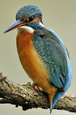 Common kingfisher - Alcedo atthis martin pescatore,Alcedinidae,Coraciiformes,Kingfisher,Common Kingfisher,Alcedo atthis,Aves,Birds,Chordates,Chordata,Rollers Kingfishers and Allies,Kingfishers,Wetlands,Streams and rivers,Flying,Carniv