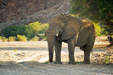 Desert elephant - Loxodonta africana kunene,namibia,kunene river,pachiderma,elephant,elefante,elefante del deserto,Desert Elephant,africa,Loxodonta africana,Elephants,Elephantidae,Chordates,Chordata,Elephants, Mammoths, Mastodons,Probosc