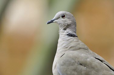 Eurasian collared dove - Streptopelia decaocto Columbiformes,Columbidae,Streptopelia decaocto,Dove,Eurasian Collared Dove,Tortora,Tortora dal collare orientale,Aves,Birds,Pigeons, Doves,Chordates,Chordata,Pigeons and Doves,Least Concern,Asia,North