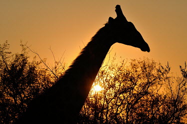Giraffe - Giraffa camelopardalis giraffe,giraffa camelopardalis,south africa,giraffidae,artiodactyla,Even-toed Ungulates,Artiodactyla,Chordates,Chordata,Mammalia,Mammals,Giraffidae,Giraffes,Terrestrial,Africa,Cetartiodactyla,Savannah