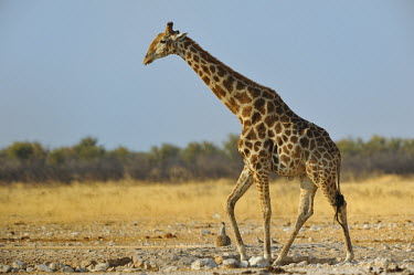 Giraffe - Giraffa camelopardalis namibia,Africa,Giraffidae,Artiodactyla,Giraffa camelopardalis,Giraffe,Even-toed Ungulates,Chordates,Chordata,Mammalia,Mammals,Giraffes,Terrestrial,Cetartiodactyla,Savannah,Herbivorous,Endangered,camel