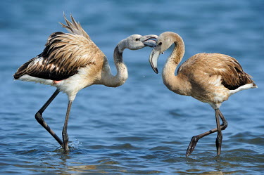 Greater Flamingo - Phoenicopterus roseus Walvis Bay,namibia,fenicotteri,fenicottero,flamingo,Greater Flamingo,Phoenicopterus roseus,Phoenicopteridae,Phoenicopteriformes,Ciconiiformes,Herons Ibises Storks and Vultures,Chordates,Chordata,Flami