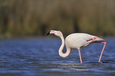 Greater Flamingo - Phoenicopterus roseus -,camargue,fenicotteri,fenicottero,flamingo,Greater Flamingo,Phoenicopterus roseus,Phoenicopteridae,Phoenicopteriformes,Ciconiiformes,Herons Ibises Storks and Vultures,Chordates,Chordata,Flamingos,Ave