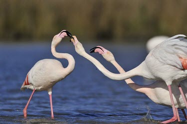 Greater Flamingo - Phoenicopterus roseus -,camargue,fenicotteri,fenicottero,flamingo,Greater Flamingo,Phoenicopterus roseus,Phoenicopteridae,Phoenicopteriformes,Ciconiiformes,Herons Ibises Storks and Vultures,Chordates,Chordata,Flamingos,Ave