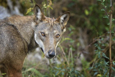Italian wolf - Canis lupus italicus eurasian wolf,canis lupus lupus,wolf,lupo appenninico,lupo italiano,italian wolf,lupo,abruzzo,canidae,carnivora,mammalia,mammals