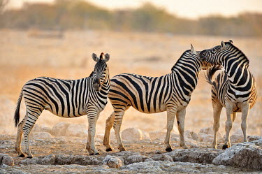 Plains zebra - Equus quagga etosha,namibia,africa,zebra,Plains zebra,Equus quagga,Least Concern,quagga,Streams and rivers,Mammalia,Perissodactyla,Ponds and lakes,Equidae,Equus,Africa,Terrestrial,Savannah,Herbivorous,Temporary wa
