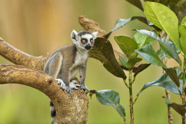 Ring-tailed lemur - Lemur catta ring-tailed lemur,lemur catta,lemur,lemure,madagascar,mammalia,primates,lemuridae,Chordates,Chordata,Lemuridae,Mammalia,Mammals,Primates,Animalia,Appendix I,Near Threatened,Arboreal,Africa,Rock,Lemur,