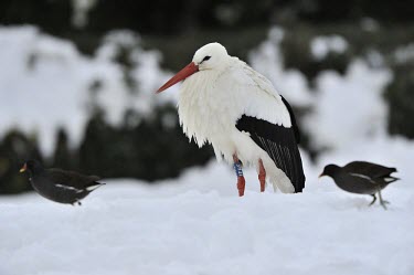 White stork - Ciconia ciconia cicogna bianca,White Stork,Ciconia ciconia,ciconiiformes,ciconidae,cicogna,snow,winter,Asia,Africa,Temperate,Flying,Animalia,Ciconia,Least Concern,Aves,Agricultural,ciconia,Ciconiidae,Carnivorous,Cico