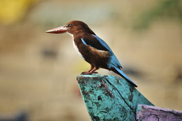 White-throated Kingfisher - Halcyon smyrnensis white-throated kingfisher,halcyon smyrnensis,coraciiformes,halcyonidae,india,Shore,Agricultural,Urban,Riparian,Flying,Coraciiformes,Asia,Aves,Streams and rivers,Halcyon,Alcedinidae,Temperate,Least Con