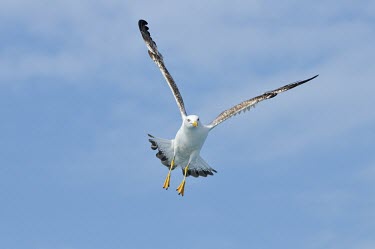 Yellow-legged gull - Larus michahellis sea bird,gull,Yellow-legged Gull,Larus michahellis,gabbiano,gabbiano reale